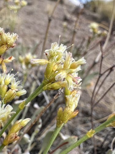 Image of Eriogonum artificis by (c) Matt Berger, some rights reserved (CC BY)