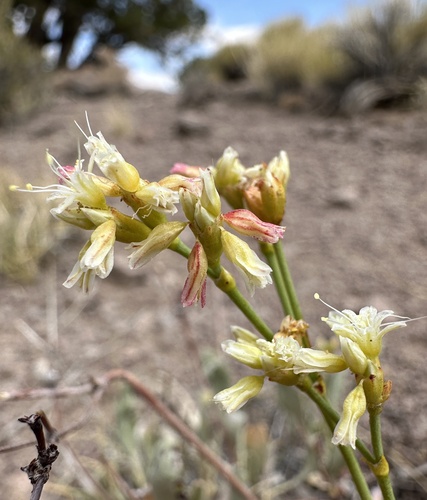 Image of Eriogonum artificis by (c) Matt Berger, some rights reserved (CC BY)