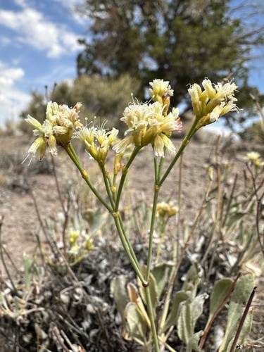 Image of Eriogonum artificis by (c) Matt Berger, some rights reserved (CC BY)