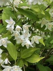 Deutzia