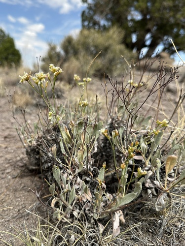 Image of Eriogonum artificis by (c) Matt Berger, some rights reserved (CC BY)