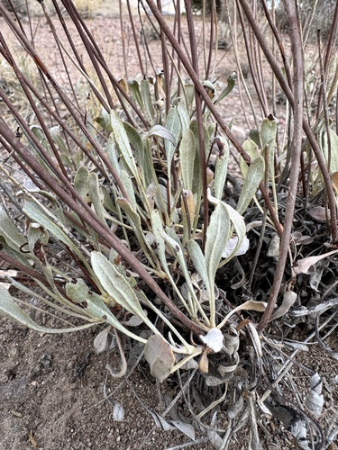 Image of Eriogonum artificis by (c) Matt Berger, some rights reserved (CC BY)