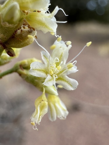 Image of Eriogonum artificis by (c) Matt Berger, some rights reserved (CC BY)