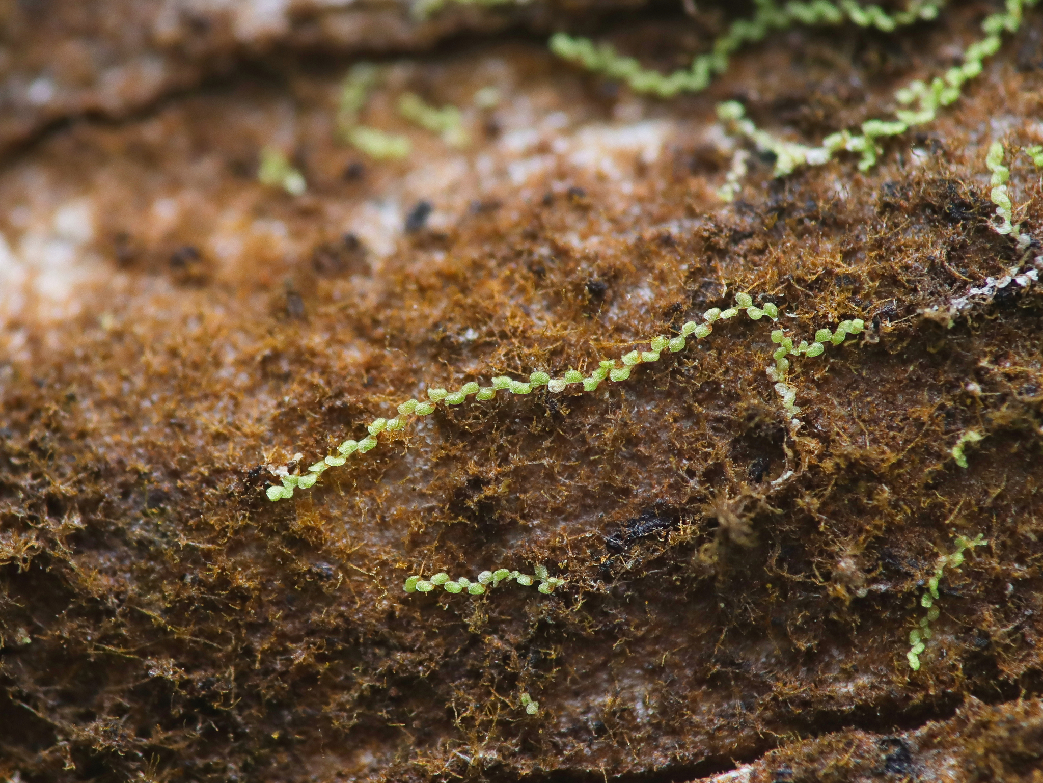 Microlejeunea africana