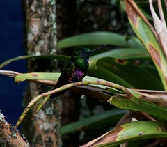 Coeligena helianthea