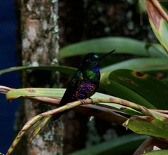 Coeligena helianthea