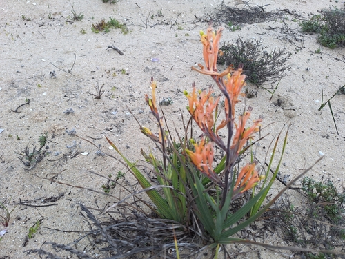 Babiana hirsuta