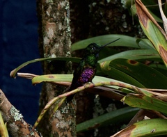 Coeligena helianthea