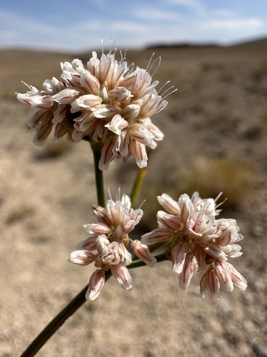 limestone buckwheat (Eriogonum eremicum)