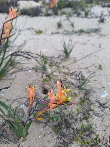 Babiana hirsuta