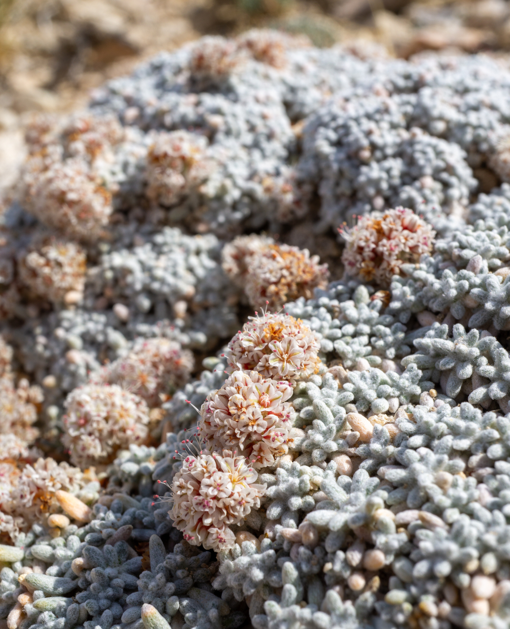 Eriogonum soredium