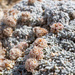 Frisco Buckwheat - Photo (c) Matt Berger, some rights reserved (CC BY), uploaded by Matt Berger