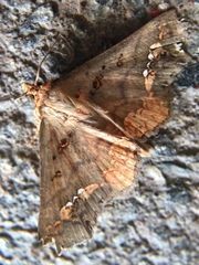 Lopharthrum comprimens