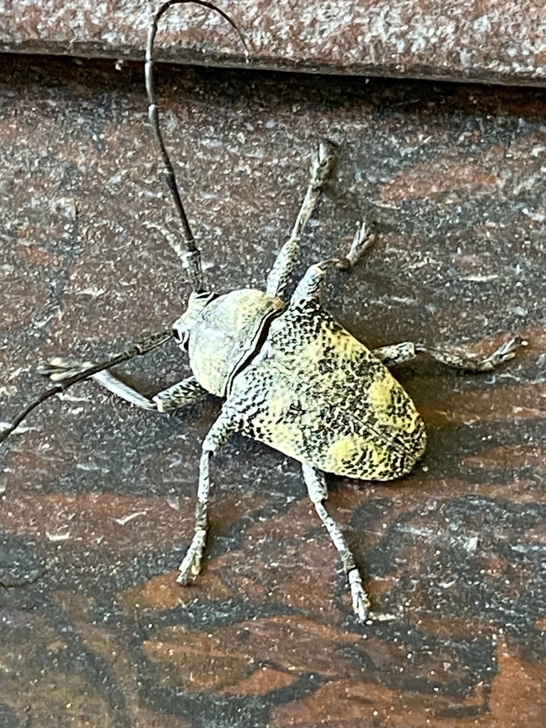 Dichostatoides