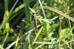 Promachus vertebratus