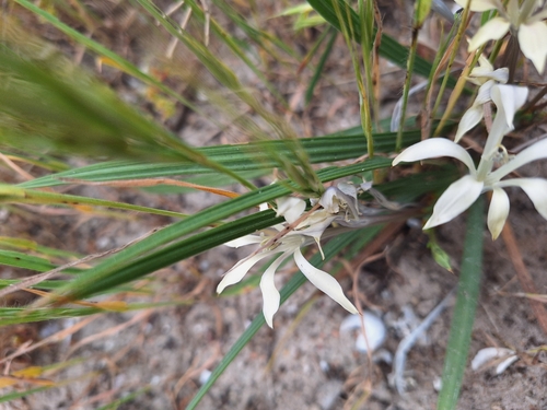 Babiana tubiflora