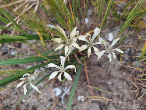 Babiana tubiflora