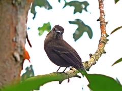 Myiotheretes fumigatus