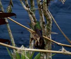 Coeligena helianthea