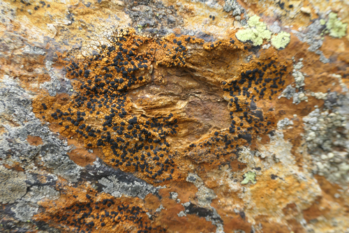 Lecidea silacea, 2024-08-20