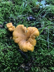 Cantharellus flavolateritius