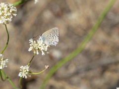 Satyrium behrii