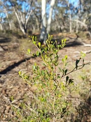 Dodonaea viscosa cuneata