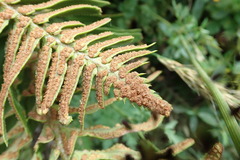 Polystichum imbricans