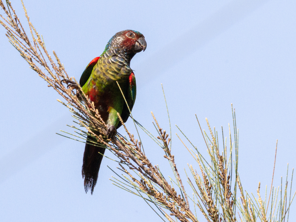 Venezuelan Parakeet photo