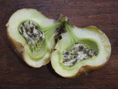 Passifloraceae