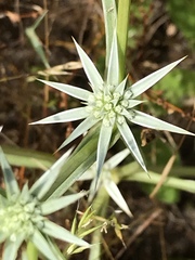 Eryngium aristulatum