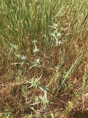 Eryngium aristulatum