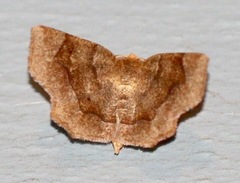 Metarranthis hypochraria