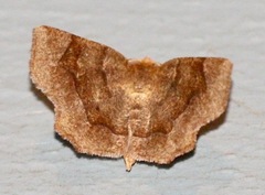 Metarranthis hypochraria