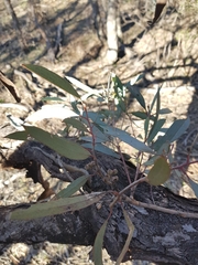 Eucalyptus polybractea