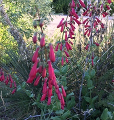 Penstemon cardinalis