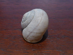 Helminthoglypta nickliniana ramentosa