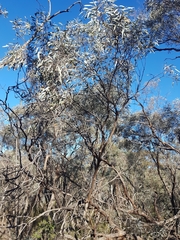 Eucalyptus polybractea