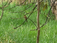 Empidonax fulvifrons
