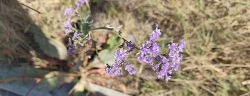 limonka Gmelinova (Limonium gmelinii)