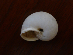 Helminthoglypta nickliniana ramentosa