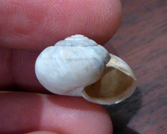 Helminthoglypta nickliniana ramentosa