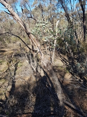Eucalyptus polybractea