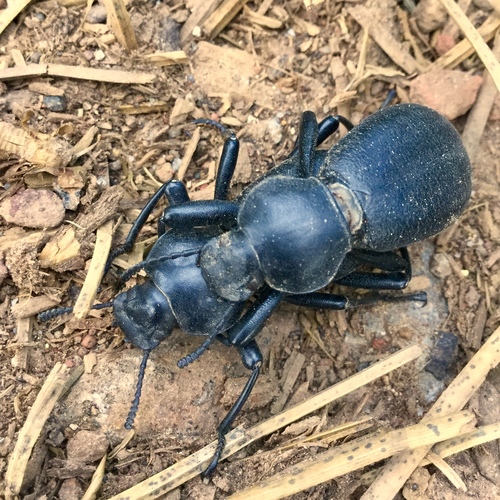 iNaturalist observation photo of Coelocnemis