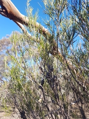 Melaleuca uncinata