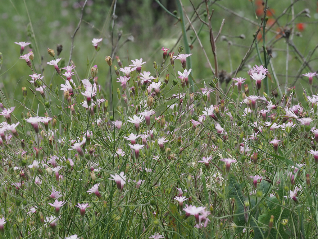 Knautia orientalis