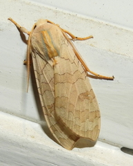 Halysidota tessellaris