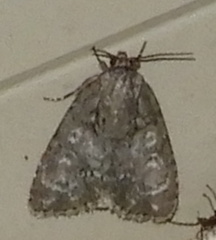 Acronicta retardata