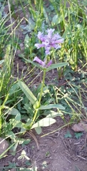 Penstemon