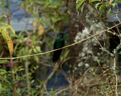 Pterophanes cyanopterus